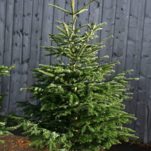 Weisstanne beim Christbaumverkauf