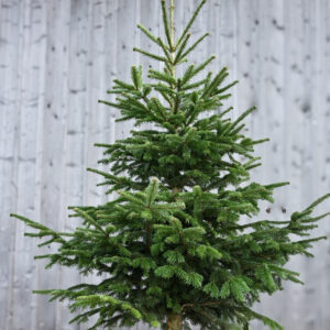 Nordmannstanne beim Christbaumverkauf