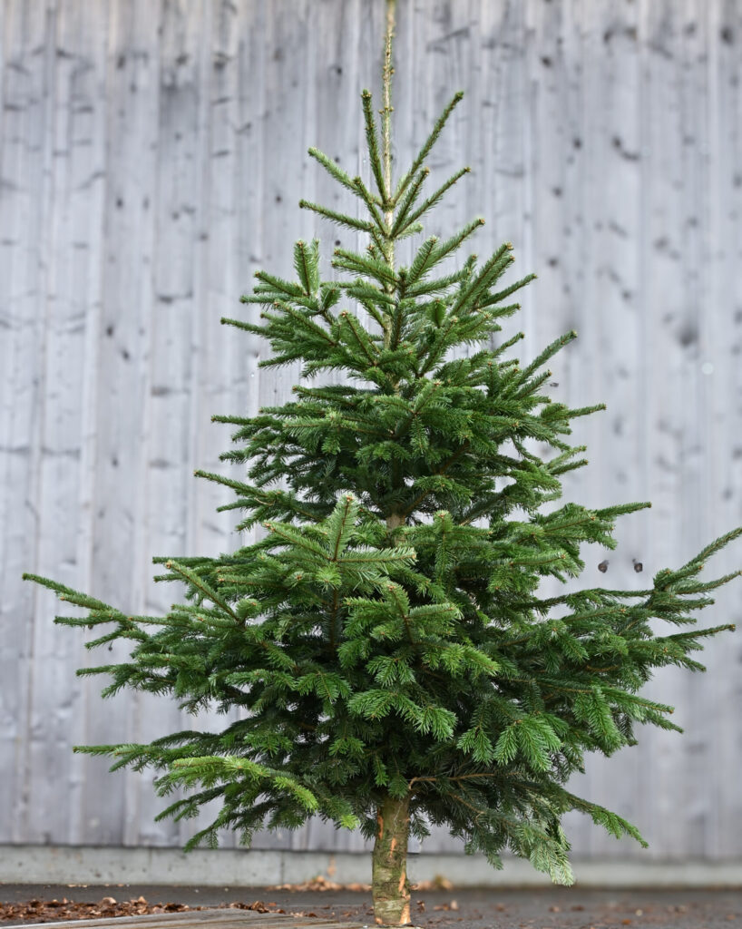 Nordmannstanne beim Christbaumverkauf